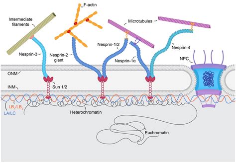 Nuclear lamin isoforms differentially contribute to LINC complex ...