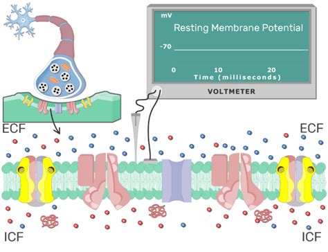 Postsynaptic Neuron Resting Membrane Potential | GetBodySmart