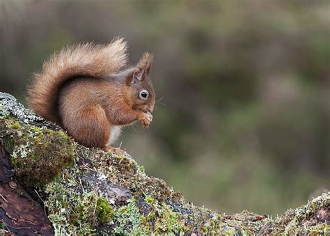 Red Squirrel in forest | It's always tempting to go for the … | Flickr