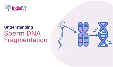 Sperm DNA Fragmentation: A Comprehensive Guide by India IVF Fertility