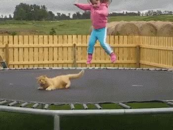 Cat Bounce Dizzy GIF - CatBounce Dizzy Escaping - Discover & Share GIFs