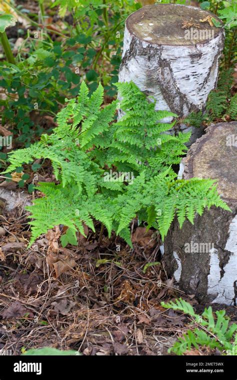 Dryopteris affinis 'Crispa Gracilis' Stock Photo - Alamy