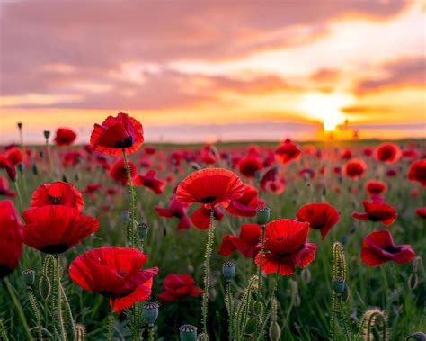 Poppy Field Sunset Panorama 43420228 Stock Photo at Vecteezy