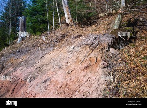 Soil erosion near Bad Herrenalb Black Forest Baden-Württemberg Germany ...