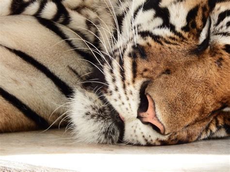 Sleeping Tiger Free Stock Photo - Public Domain Pictures