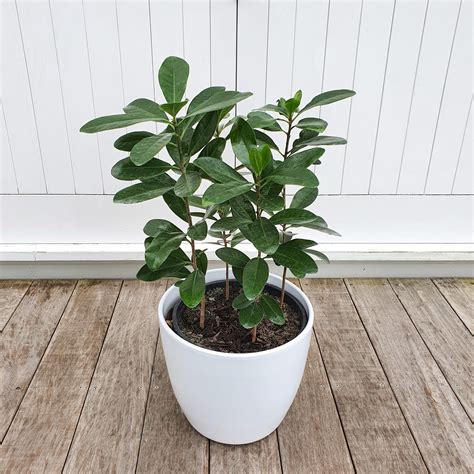 Karaka Tree in Glossy White Pot for Indoors - plantandpot.nz