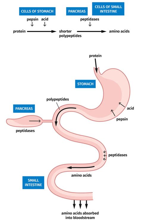 What is Protein Absorption, and How is it Beneficial? - BC30