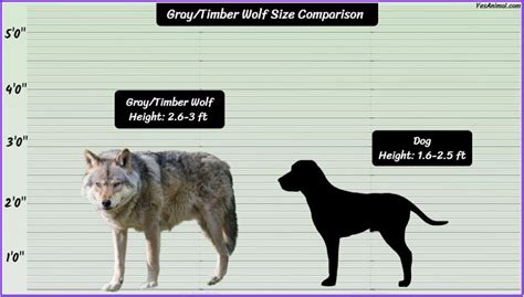 Gray/Timber Wolf Size: How Big Are They Compared To Others?