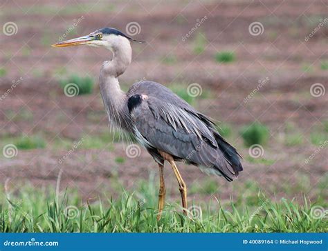 Great Blue Heron stock photo. Image of feathers, bird - 40089164