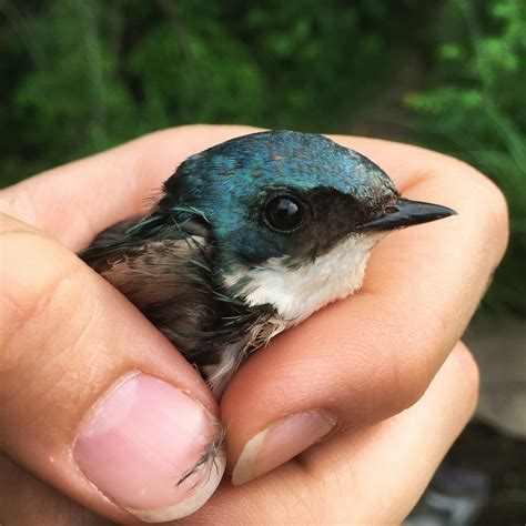 Aerial Insectivorous Bird Ecology and Conservation | Stream & River Ecology Lab