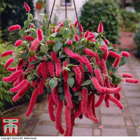 Red-Hot Cat's Tail (House Plant Seeds) | Thompson & Morgan