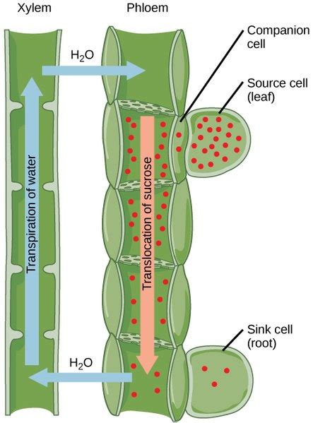 Difference Between Simple Permanent Tissue and Complex Permanent Tissue | Compare the Difference ...