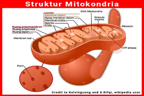 Sel Hewan Mitokondria / We did not find results for: - kroctix