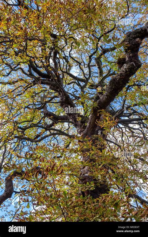 Old chestnut tree hi-res stock photography and images - Alamy