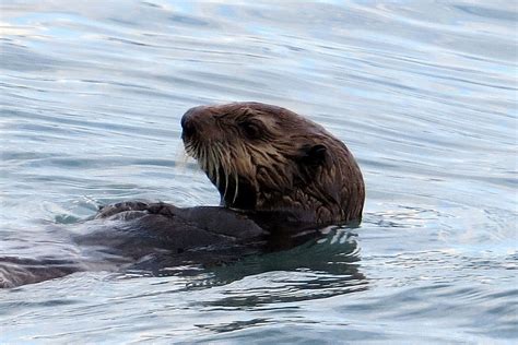 Sea Otter | A marine mammal that was feeding on mussels this… | Flickr