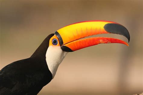 Toucan - Blog In2English