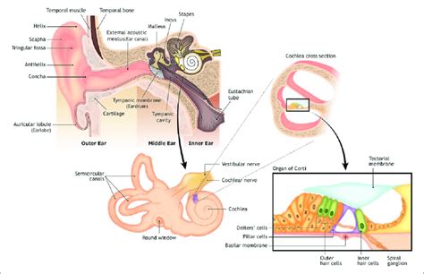 In which part of the ear is the organ of Corti is located?