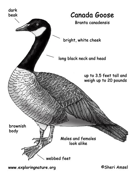 Goose (Canada)