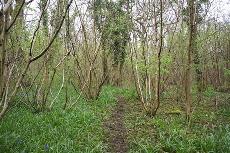 Coppice Wood (Site of special scientific interest)