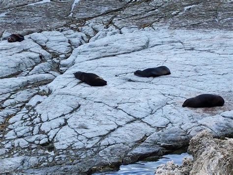 KAIKOURA PENINSULA SEAL COLONY - Susan Boyd Photography