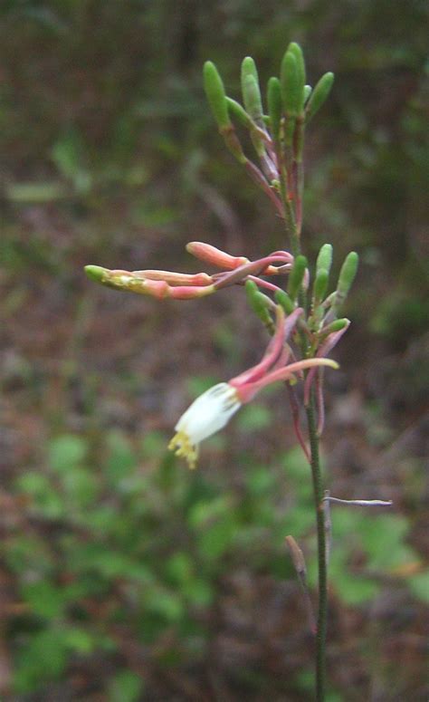 Pin by Megan Nichols on Florida Native Wild Flowers | Wild flowers ...