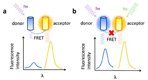 Fluorescence Resonance Energy Transfer(FRET) - Profacgen