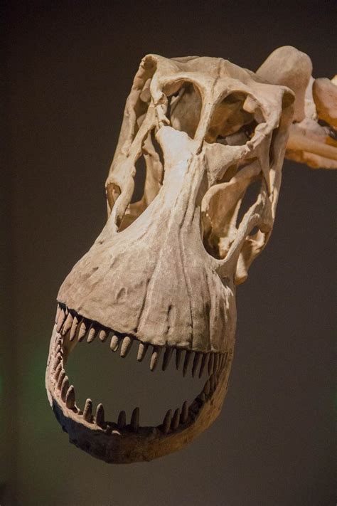 Restored_Alamosaurus_skull.jpg (1400×2100) - Dinosauria, Saurischia ...