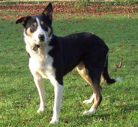 Welsh Shepherd | Welsh sheepdog, Dog breeds, Collie dog