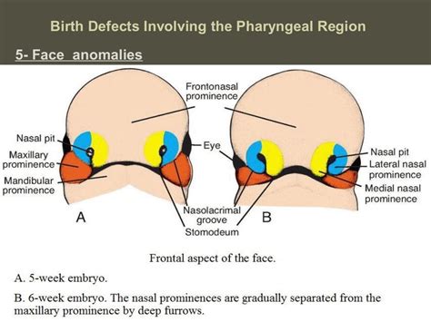 Embryology of branchial arches applied anatomy by osama elhamzawy