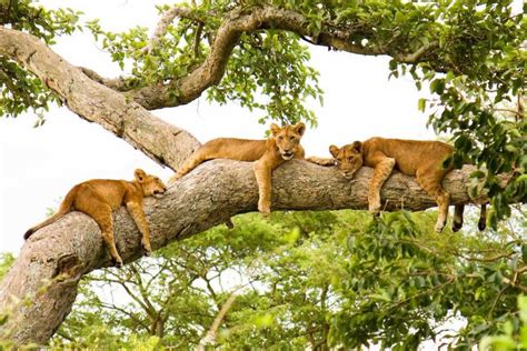 tree-climbing-lions-ishasha | Gorilla Safaris