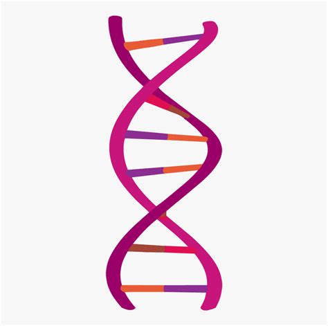 Dna Png, Transparent Png - kindpng