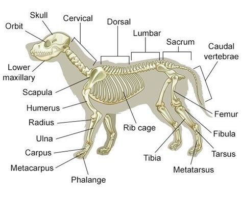 animal anatomy Diagram | Quizlet