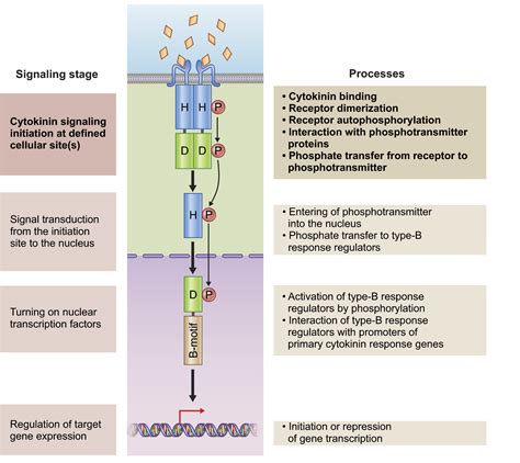 Cytokinin signaling: from the ER or from the PM? That is the question! - Romanov - 2018 - New ...