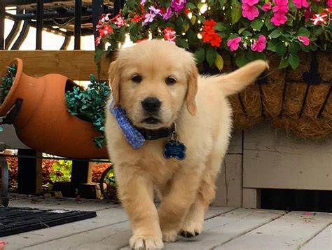 Our boy...8 weeks old. Golden Retriever🐾💕 | Golden retriever, Baby dogs, Cute baby animals