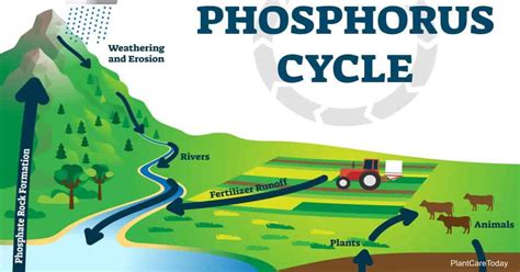 Rock Phosphate: What It Is and How to Use It in Your Garden?