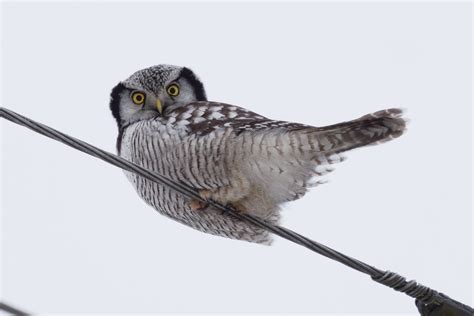 My first Northern Hawk Owl | Backcountry Gallery Photography Forums