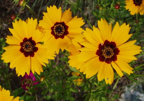 Low Growing Sun Perennials — Sunnyside Nursery