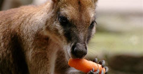 Kangaroo Teeth: Everything You Need To Know - IMP WORLD