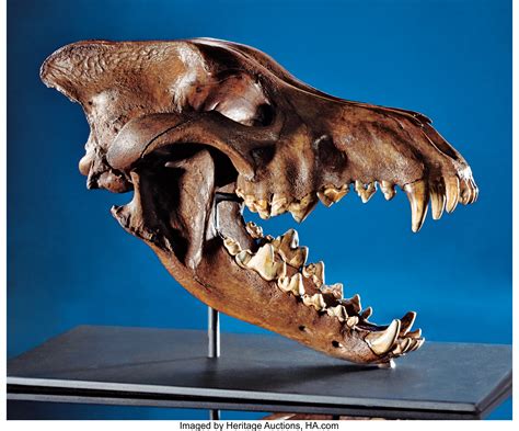 SUPERB DIRE WOLF SKULL. ... Fossils Mammals | Lot #49208 | Heritage Auctions