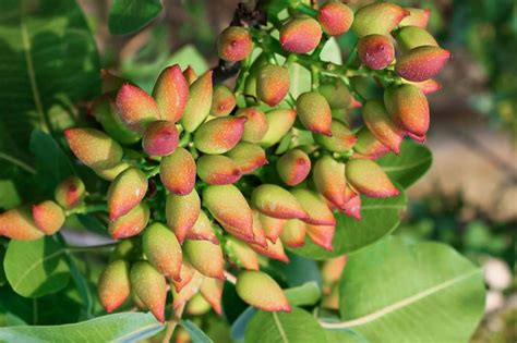 How to Grow Pistachio Trees