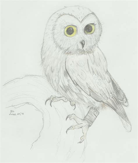 Owl Pencil Sketch by KaraNari on DeviantArt