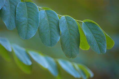 Tree Leaves Robinia - Free photo on Pixabay