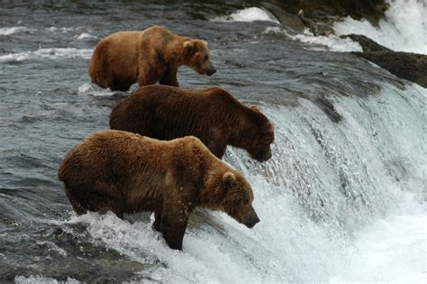 Charges pending for three Katmai visitors who approached feeding brown ...