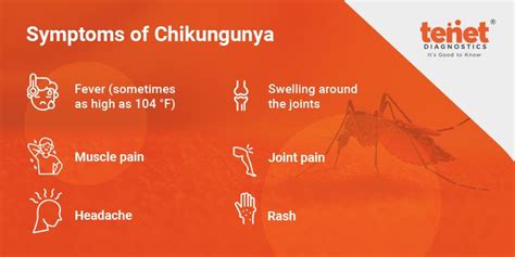 Chikungunya | Symptoms, Causes, Diagnosis, Prevention, and Treatment