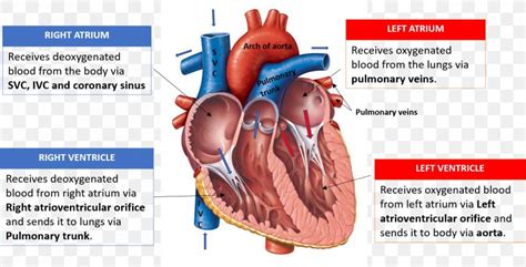 Heart Valve Diagram Anatomy Heart Chamber, PNG, 1469x748px, Watercolor ...