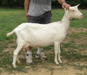 Goat Breeds Saanen – Goats