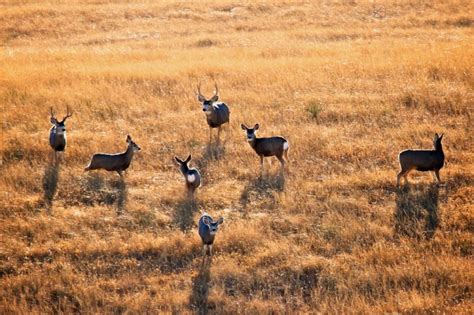 South Dakota Wildlife in Early Winter