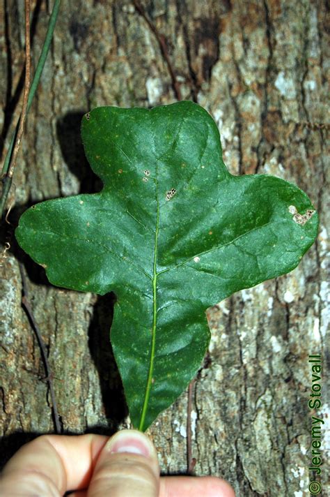 Fagaceae Quercus stellata "Post Oak" | Plant leaves, Florida trees ...