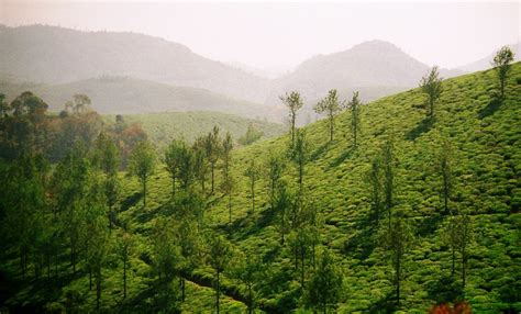 Tea Plantation - Cardamom Hills, Kerala | FabIndia | Flickr