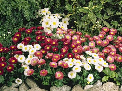 HOW TO GROW BELLIS PERENNIS FROM SEED |The Garden of Eaden